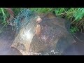 Fish trap(Renantevlog1)