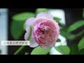 【夏の花壇にオススメ・暑さに強い花12選】【ガーデニング】