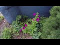 My garden tour