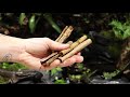 쓰러진 통나무 팔루다리움 'Fallen Log In The Woods' Nepenthes Paludarium  이끼, 정글플랜츠,식충식물 팔루다리움 실내에 정글 만들기