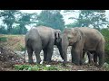 Destruction of the great elephants රාජ්ය අනුග්‍රහයෙන් සිදුවන Elephant soul