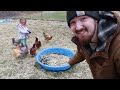 How Many CHICKENS is too many CHICKENS?