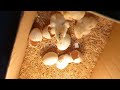 Hatching eggs in hamemade incubator || Incubation of hen eggs || Aseel chicks  #aseel#chicken#viral