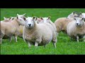 11 Best Sheep Breeds for Meat Production