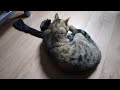 Big Kitty Large & Catnip 😁❤️🐈