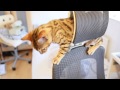 Benji The Cat [Kitten Montage!]
