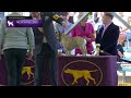 French Bulldogs | Breed Judging 2023