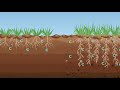 How to increase soil carbon