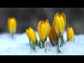 12 Hours of Relaxing Piano Music for Sleeping - Sleep Music, Winter Photos, Stress Relief (Sara)