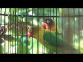 Lovebird Singing & Chirping Sounds - Green Fischer Pair