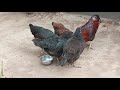 Fighter Rooster with Hens