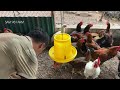 Millions of Broiler Chickens are Raised this Way - Poultry Farm