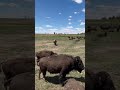 Terry Bison Ranch Wyoming. Feed the Bison! Bison Calves!