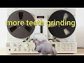 Chinchilla sounds compilation, sounds you may have never heard before!
