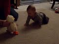 Lily Crawling