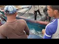 Amazing Fastest Skipjack Tuna Fishing Boat in Aceh, Big Fishes Caught in the High seas!!