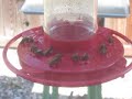 Huge numbers of bees at my hummingbird feeder
