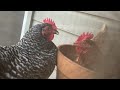 Chicken Gossip