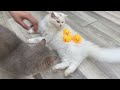 Why having a cat will change your life 😂 Funniest animals 2024 😅
