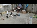 #Parava_Pigeon_World_TVR# #channel my pigeon update#