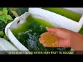 HOW TO CULTURE GREEN WATER EASILY