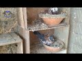 Pigeon Breeding Tips || Pigeon Breeding Faster
