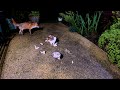 Urban Fox & Cat Encounters - UHD 4K
