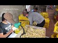 Process to have thousands of healthy chicks-Phung nghi farm
