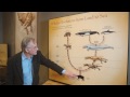 Richard Dawkins: Show Me the Intermediate Fossils! - Nebraska Vignettes #1