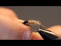 Golden stonefly nymph