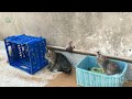 Poor paralysed kitten needs help | Family Cats