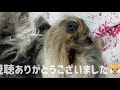 毎日を頑張るみんなにモフモフボディーで究極の癒やしをお届け🐶🐾✨