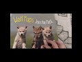 ASMR - Wolf Pups Join the Pack