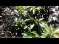 Canistal fruit tree and Black Sapote Fruit tree