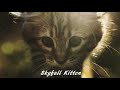 SUBWOOFA - Skyfall Kitten