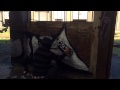 quick dead owl with Mr Never Satisfied - Atlanta Graffiti