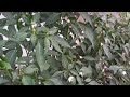 Vườn nhà có gì  | Nguyen Ty vlog #27