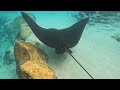 Discovery Cove Grand Reef GoPro Footage! (short video) - Orlando, FL