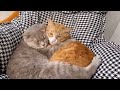 Kitties Funny Compilation