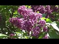 Types of lilac - Magenta lilac