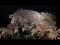 Cherry blossoms at Rikuen Garden at evening