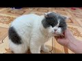 New Cute and Funny Animals 2024 🤣 Funniest Cats and Dogs Videos #32