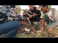 ក្មេងគោកាប់កណ្តុរតាមស្រែមើលទៅសប្បាយណាស់ | Cowboys Cut Rats In The Fields