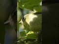 Tennessee Warbler Foraging Through Trees in Ontario