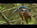 Kingfisher Dad Gets Chicks to Fly | 4K | Discover Wildlife | Robert E Fuller