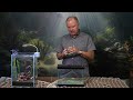Best Guppies for your Aquarium and Guppy Fish Varieties – Guppy Beginners Welcome!