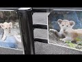 クレイ君がライオンの赤ちゃんだった頃の成長記録！とべ動物園