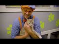 Blippi Cares For Pets At The Animal Shelter! | Fun and Educational Videos for Kids