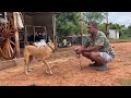 Kombai Dog தமிழ்நாட்டின் பெருமைக்கு உரிய கோம்பை நாய் Native Dog Breed | Coimbatore