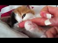 Kitten development ~ 1-8 weeks